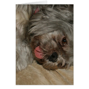Cartão Shih tzu cachorrinho fofo