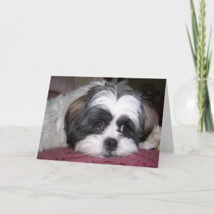 Cartão Shih Tzu Dog