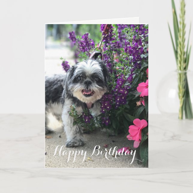 Cartão Shih Tzu Girl Birthday (Frente)
