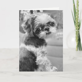 Cartão Shih Tzu Girl Black and White Greeting Card