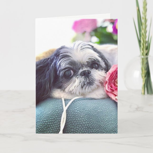 Cartão Shih Tzu Girl Blank Greeting Card (Frente)