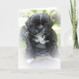 Cartão Shih Tzu Greeting Cards
