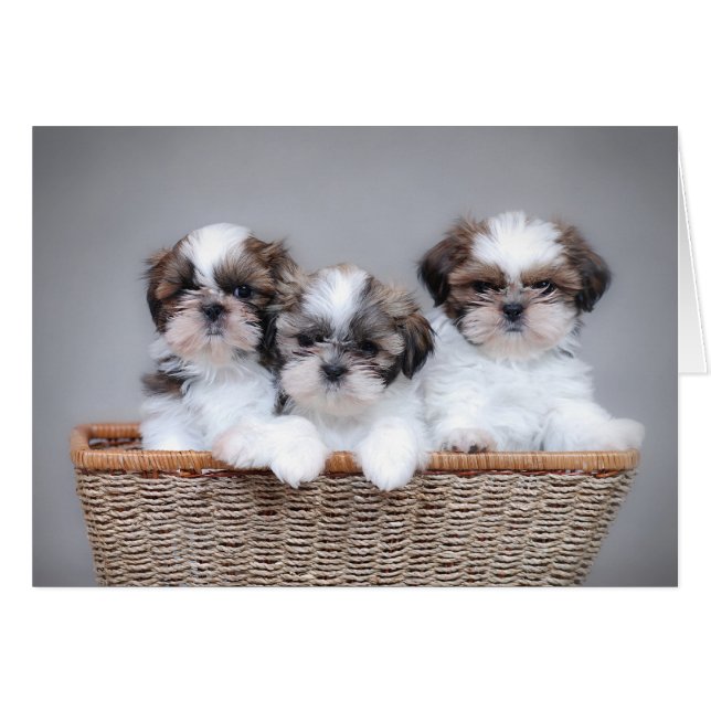 Cartão Shih Tzu puppies (Frente Horizontal)