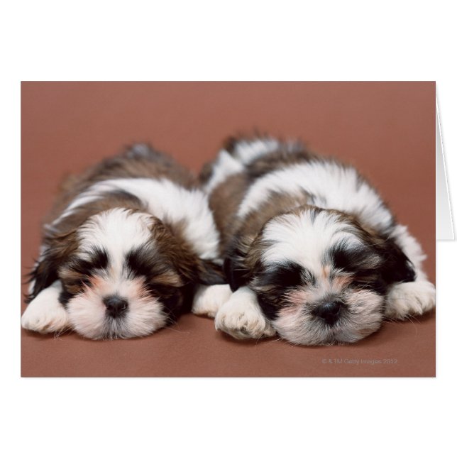 Cartão Shih Tzu Puppies (Frente Horizontal)