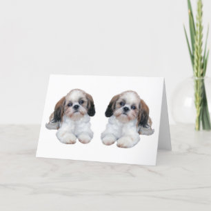 Cartão Shih Tzu Puppies Card