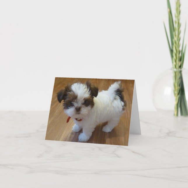 Cartão Shih Tzu Puppy Notecards (Frente)