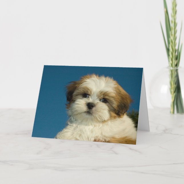 Cartão Shih Tzu Puppy "Thinking of you" Card (Frente)