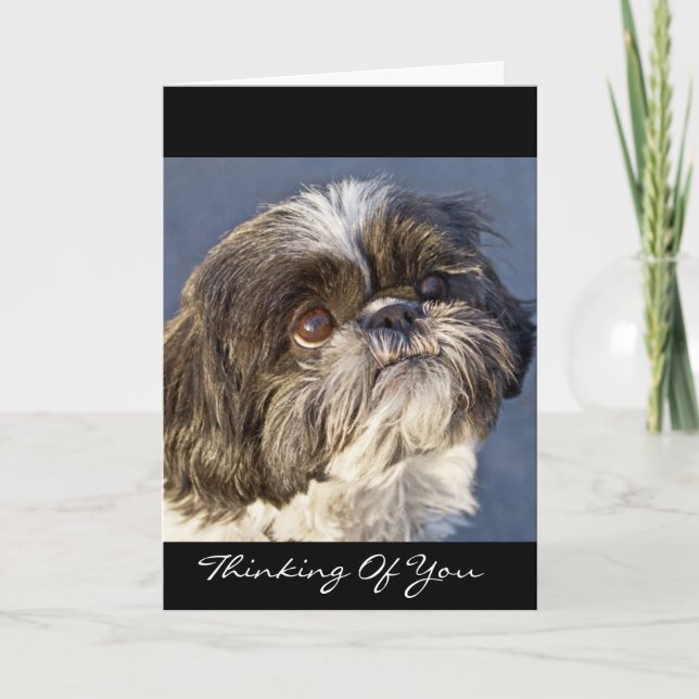 Cartão Shih Tzu Thinking of You Greeting Card - Verse (Frente)