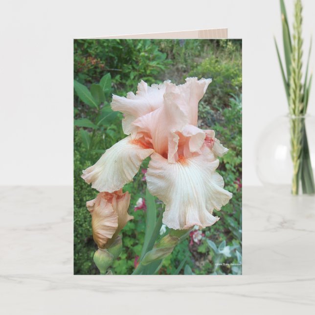 Cartão Shirley's Iris (Frente)