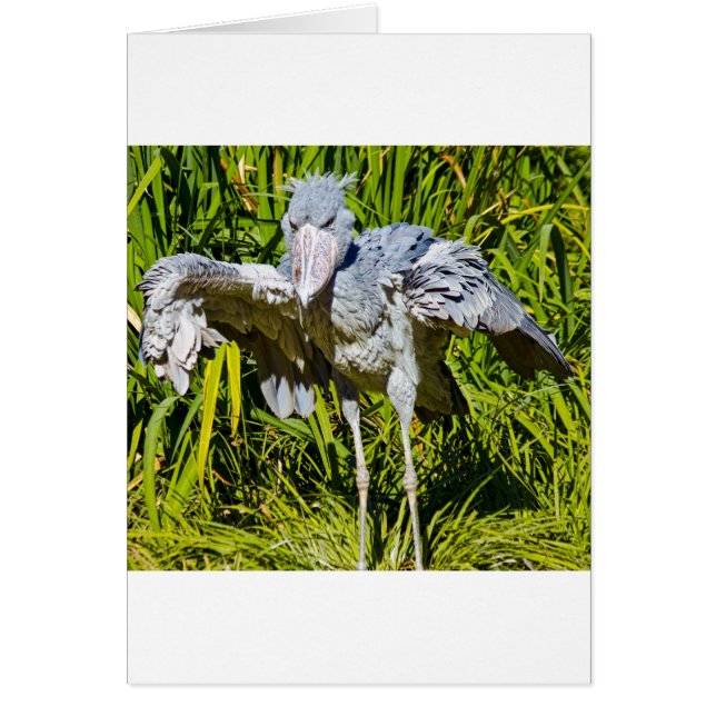 Cartão Shoebill Stork (Frente)