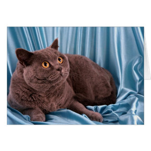 Cartão Shorthair Britânica, azul