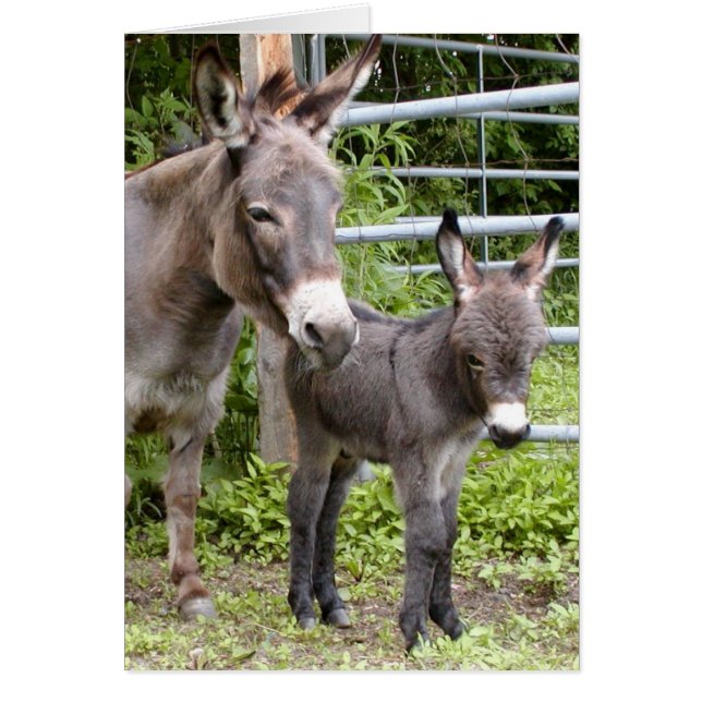 Cartão Shorty & Mama (Frente)