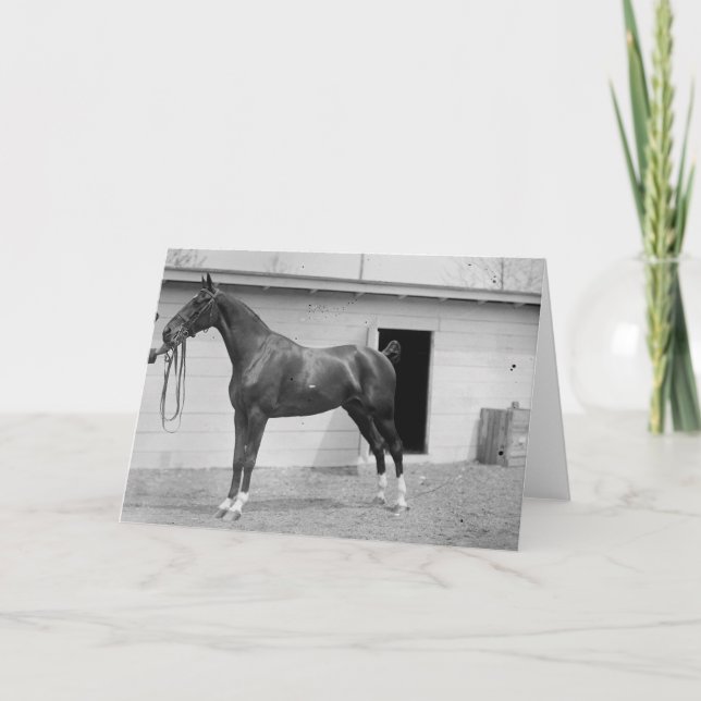 Cartão Show Horse 1911 (Frente)