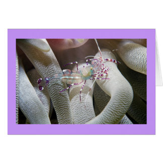 Cartão Shrimp De Limpeza Detectado