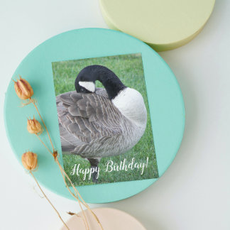 Cartão Shy Canada Goose Photo Birthday