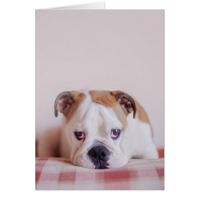 Cartão Shy English Bulldog Puppy (Frente)