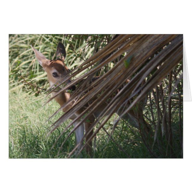 Cartão Shy Fawn (Frente Horizontal)