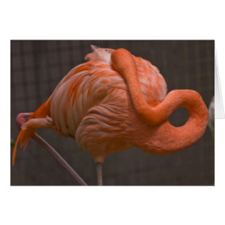 Cartão Shy Flamingo
