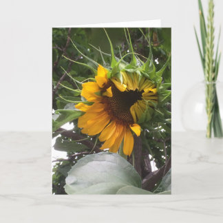Cartão Shy Sunflower Note Card