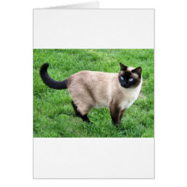 CARTÃO SIAMESE BEAUTY