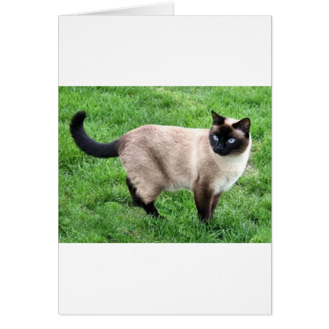 CARTÃO SIAMESE BEAUTY (Frente)