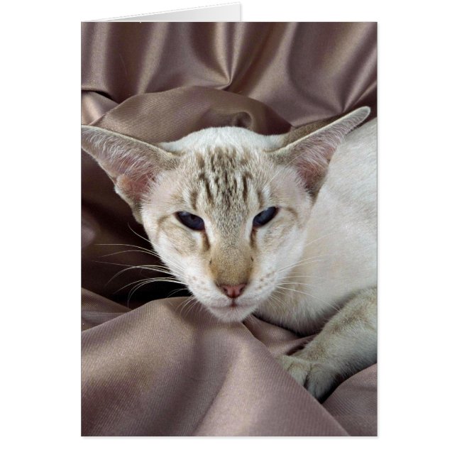 Cartão Siamese, chocolate, ponto (Frente)