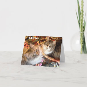 Cartão Siberian Beauties Note Cards