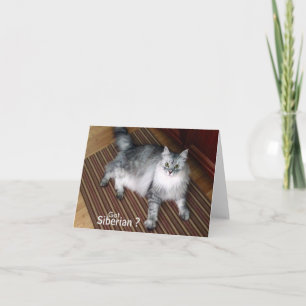 Cartão Siberian Cat Blank Note Card