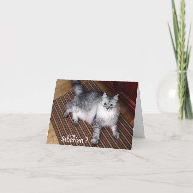 Cartão Siberian Cat Blank Note Card (Frente)