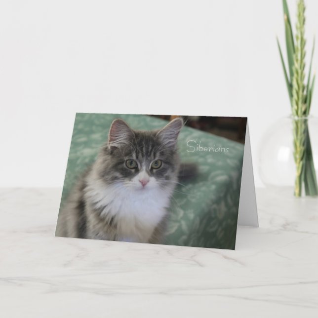 Cartão Siberian Cat Greeting Card (general purpose) (Frente)