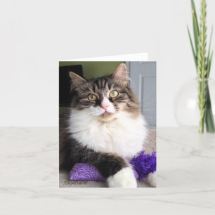 Cartão Siberian Cat Note Card