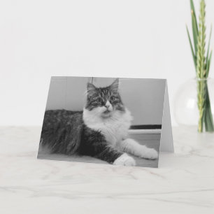 Cartão Siberian Cat Note Card