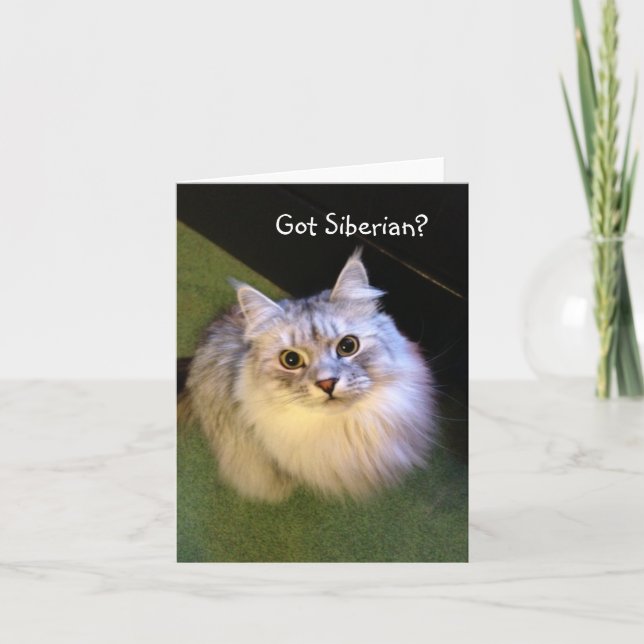 Cartão Siberian Cat Note Cards (Frente)