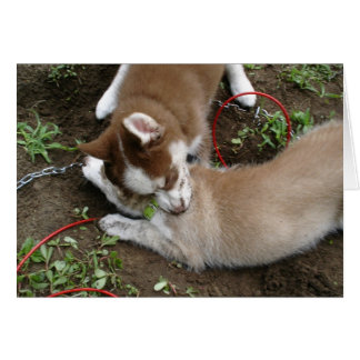 Cartão Siberian Husky (3)