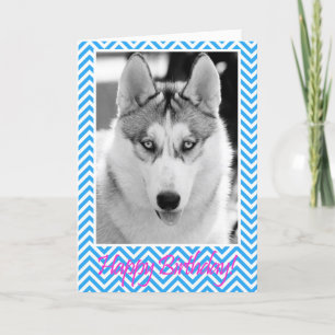 Cartão Siberian Husky Dog Blue Happy Birthday Card