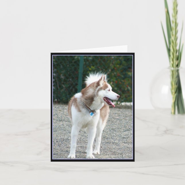 Cartão Siberian Husky Notecard (Frente)