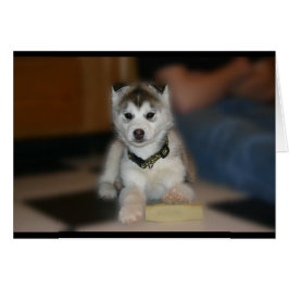 Cartão Siberian Husky Puppy