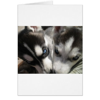 Cartão Siberian Husky Puppy mug