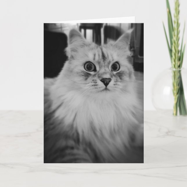 Cartão Siberian Magic Note Cards (Frente)