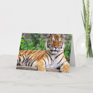 Cartão Siberian Tiger Blank Card