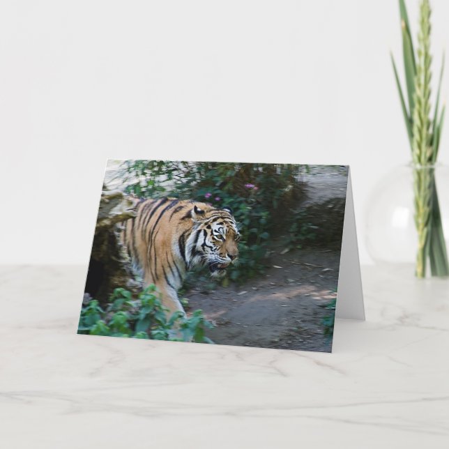 Cartão Siberian Tiger • Greeting Card (Frente)