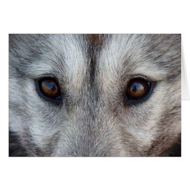 Cartão Siberiano Husky / Cartão Malamute do Alaska (Frente Horizontal)