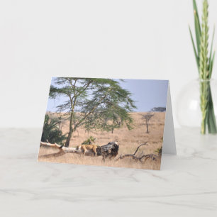 Cartão Siesta, Serengeti