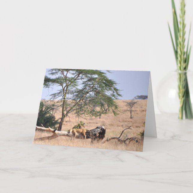 Cartão Siesta, Serengeti (Frente)