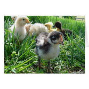 Cartão Siga o Líder