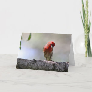 Cartão Silent wonders blank greeting card House finch