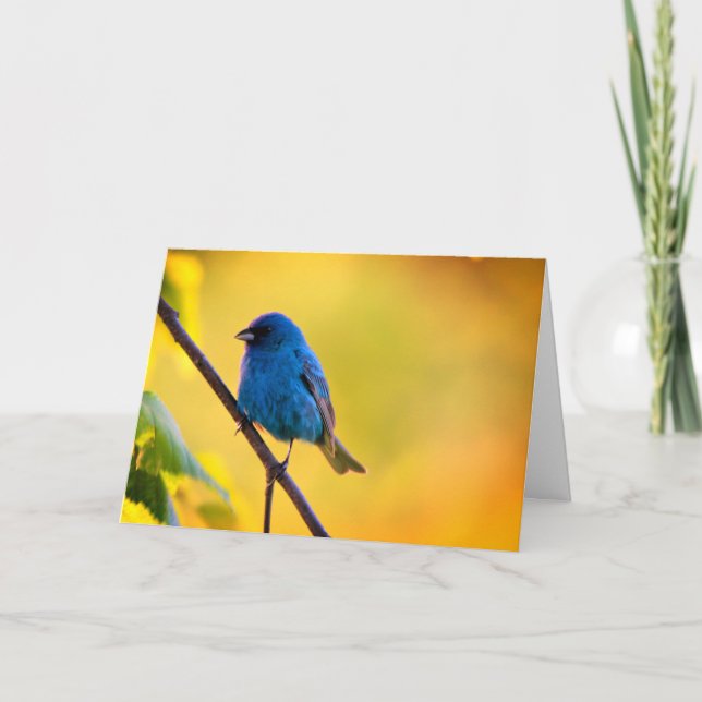 Cartão Silent wonders blank greeting card Indigo Bunting (Frente)