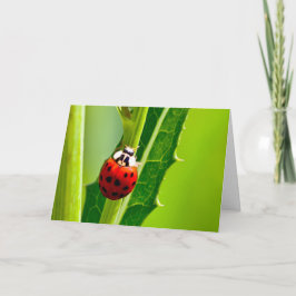 Cartão Silent wonders blank greeting card Ladybug