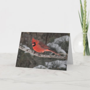 Cartão Silent wonders blank greeting card Male Cardinal