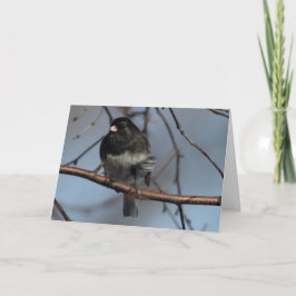 Cartão Silent Wonders blank inside greeting card Junco